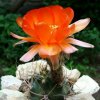 Lobivia_ haematantha _v.hualfinensis_ R146_ (Echinopsis haematantha) _20